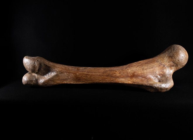 Mammoth bone Mammutus Primigenius - St1galleryf0114 0382 - F0114