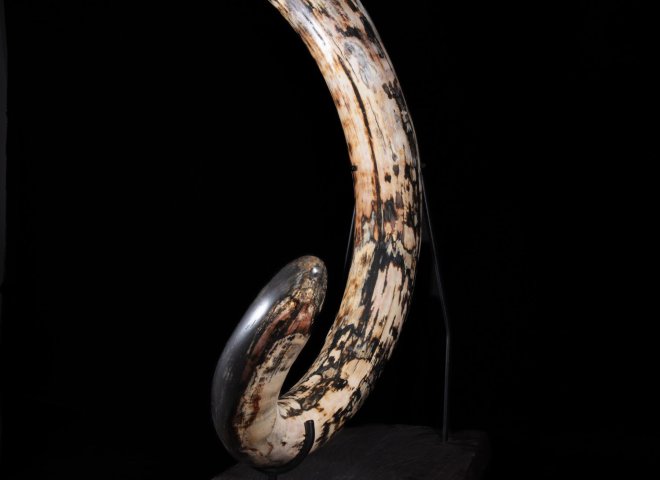 Mammoth tusk Mammutus Primigenius - St1galleryf0115 0406 - F0115