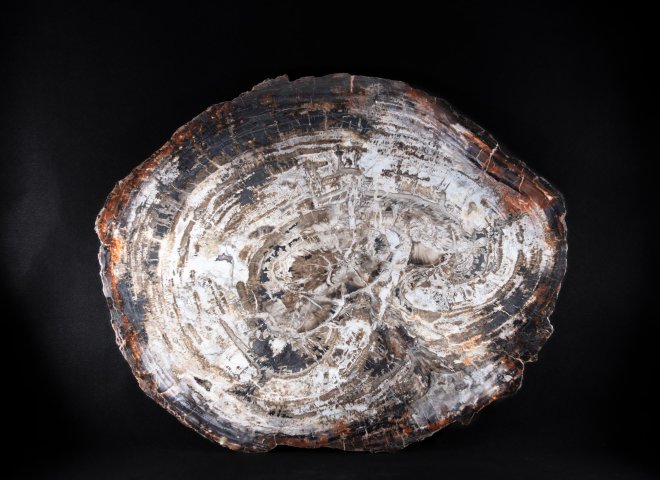 Pertrified wood slab  - St1galleryo0200 9996 - O0200