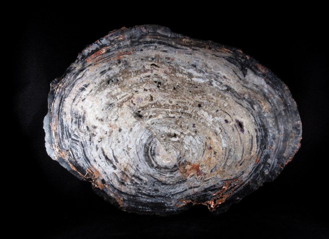 Pertrified wood slab  - St1galleryo0202 0013 - O0202