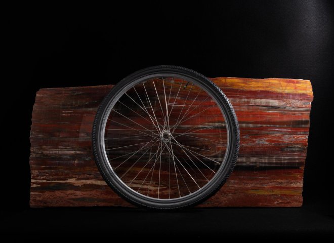 Pertrified wood slab  - St1galleryo0207 0540 - O0208
