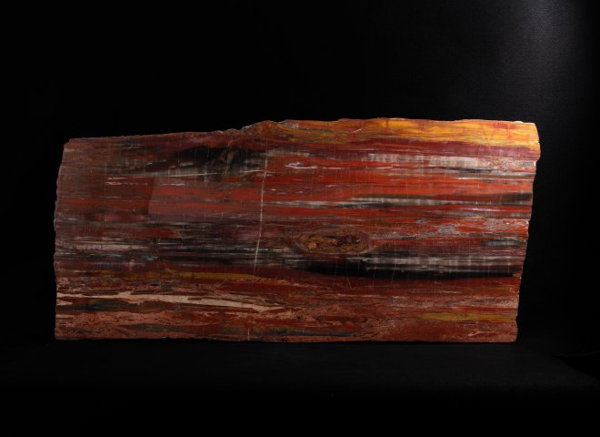 Pertrified wood slab  - St1galleryo0207 0541 - O0208