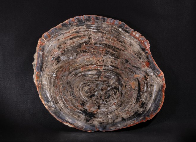 Pertrified wood slab  - St1galleryo0211 0573 - O0212