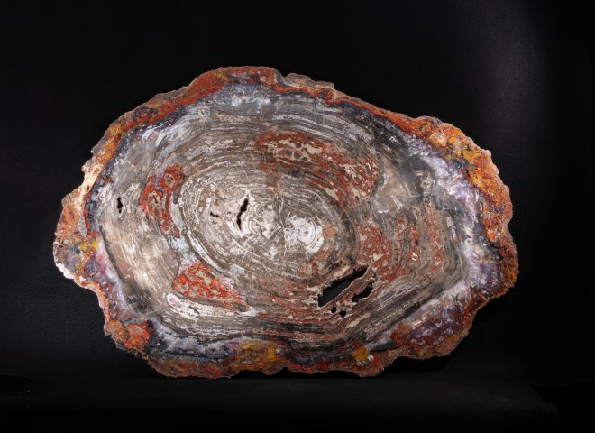 Pertrified wood slab  - St1galleryo0217 0630 - O0218