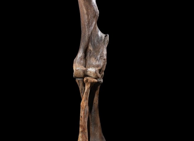 Mammoth front leg - Stonegalleryv0200 0930 - F0119