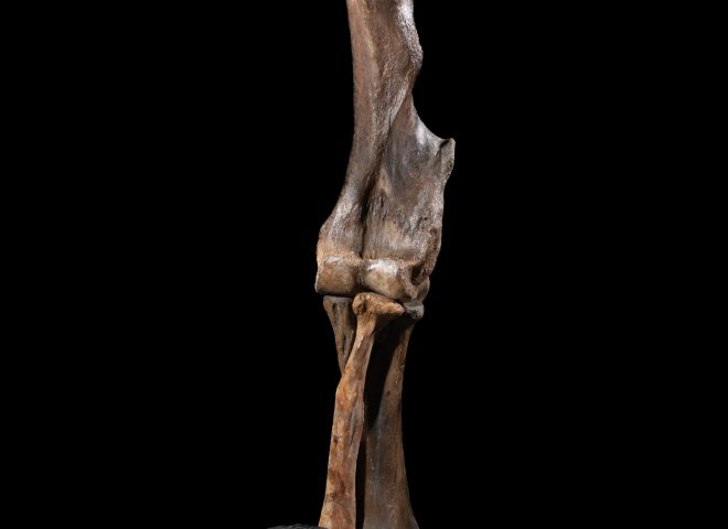 Mammoth front leg - Stonegalleryv0200 0932 - F0119