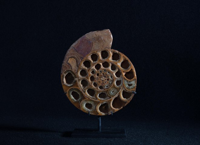 Cut ammonite on metal base - Stonegalleryv0390 2 - V0390