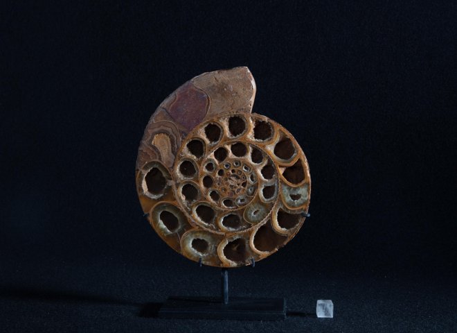Cut ammonite on metal base - Stonegalleryv0390 - V0390