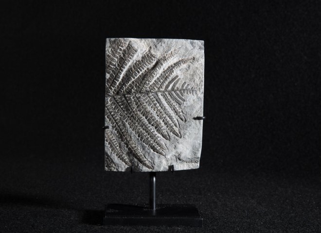 Fossil fern - Stonegalleryv0401 2 - V0401